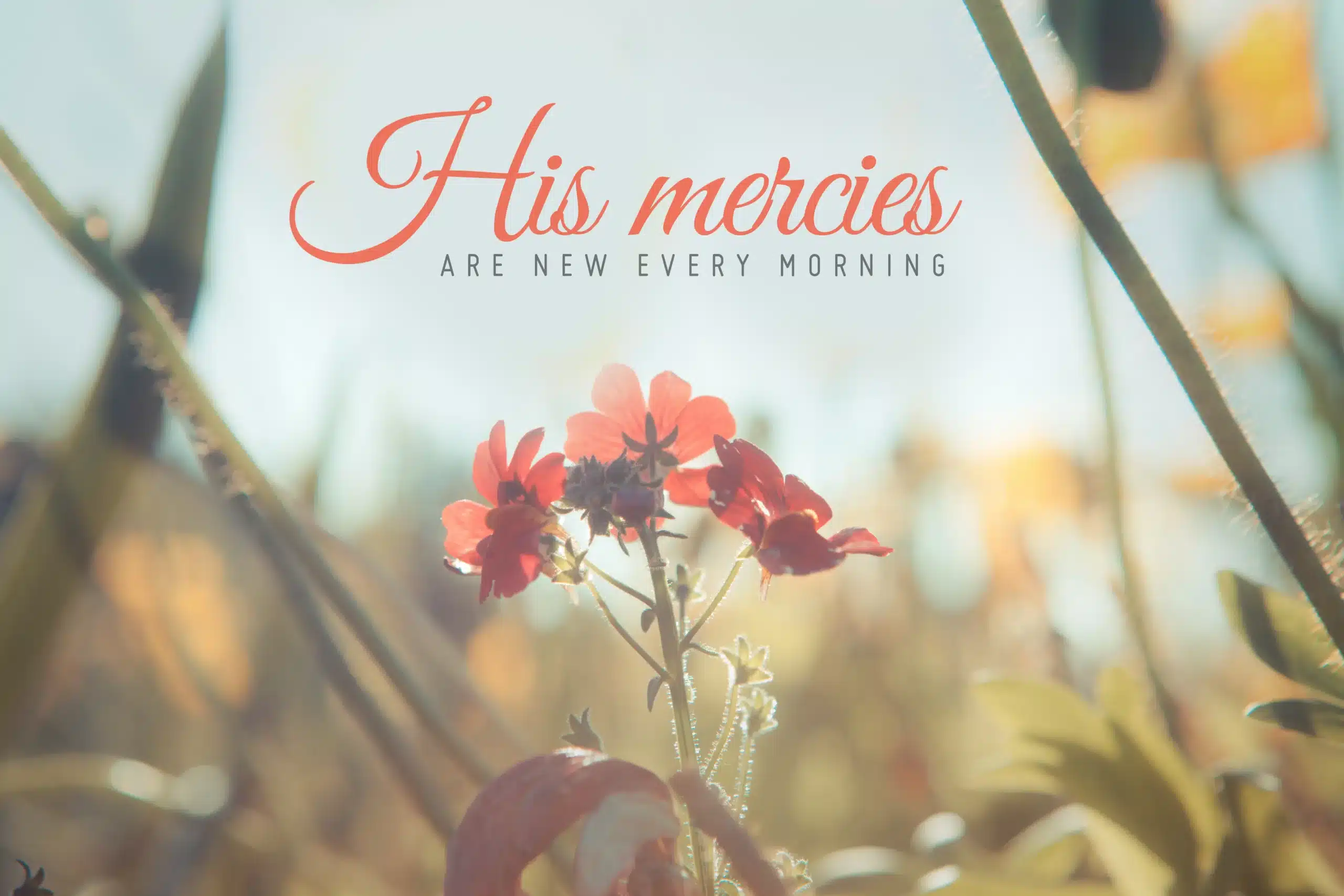 24440_His_mercies_are_new_